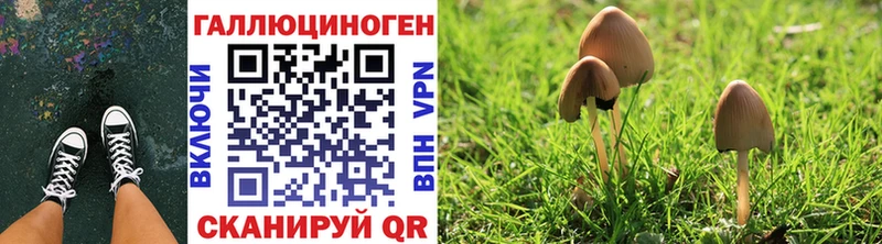 купить   Новокубанск  Псилоцибиновые грибы мицелий 